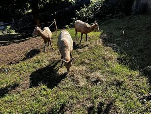 牧草　成長日記