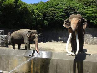 自動給水装置、完成前のプロローグ