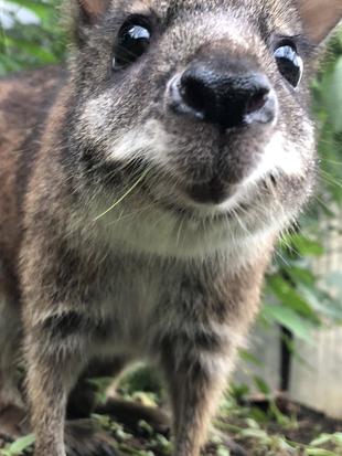 パルマワラビーブログ　寒い朝と朝ごはんとグラ
