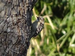 金沢動物園の野鳥