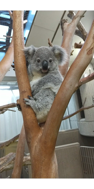 こんにちは！ひなぎくです。