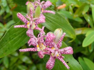 イヌショウマとホトトギス