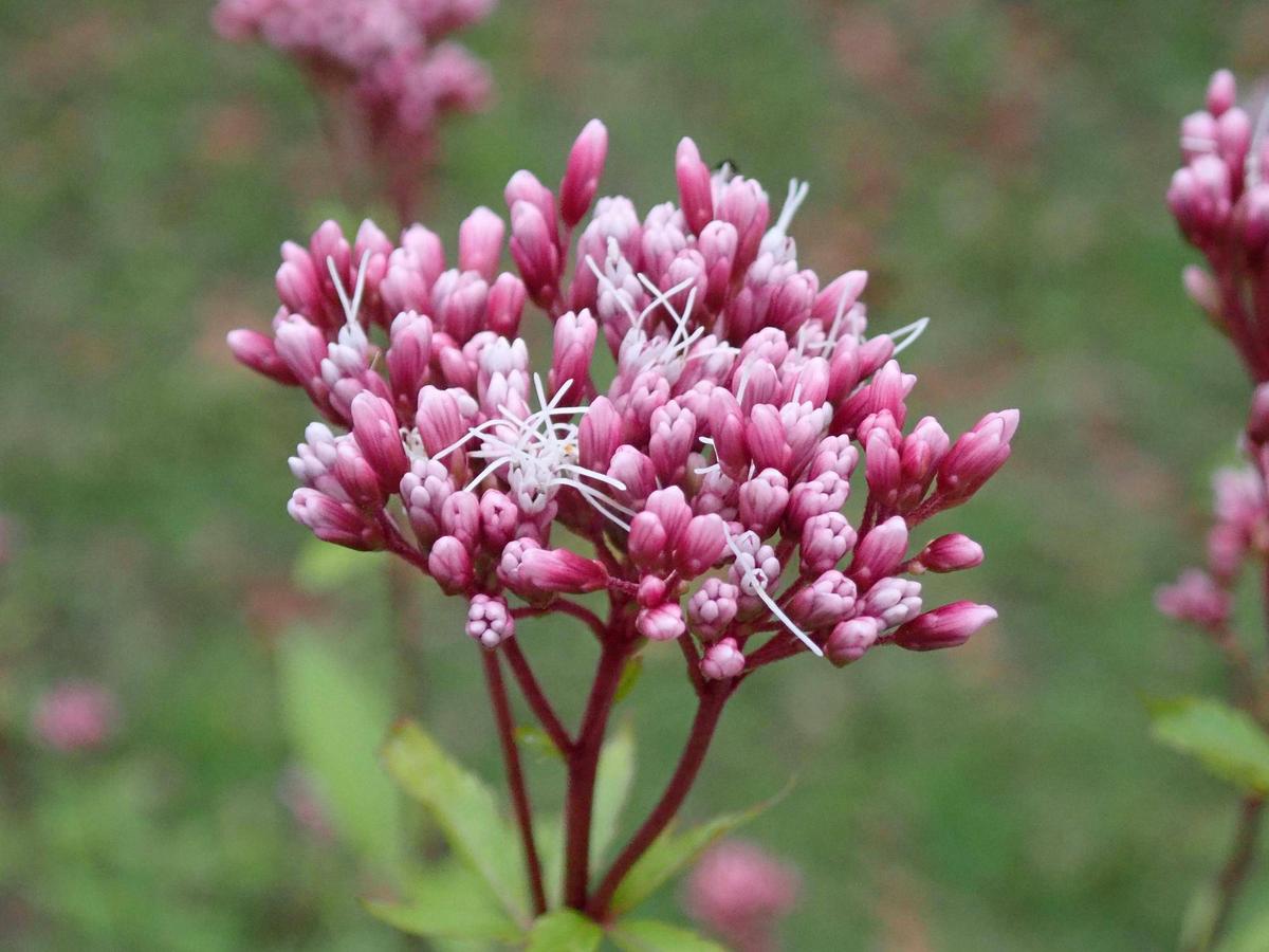 秋の七草「フジバカマ」|花情報｜ブログ|金沢動物園公式サイト｜公益