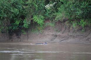 ブログ de トラベル　サバンナの動物に会いに‼　(国境編)