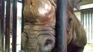 ブログ de トラベル　サバンナの動物に会いに‼　(クロサイ編)