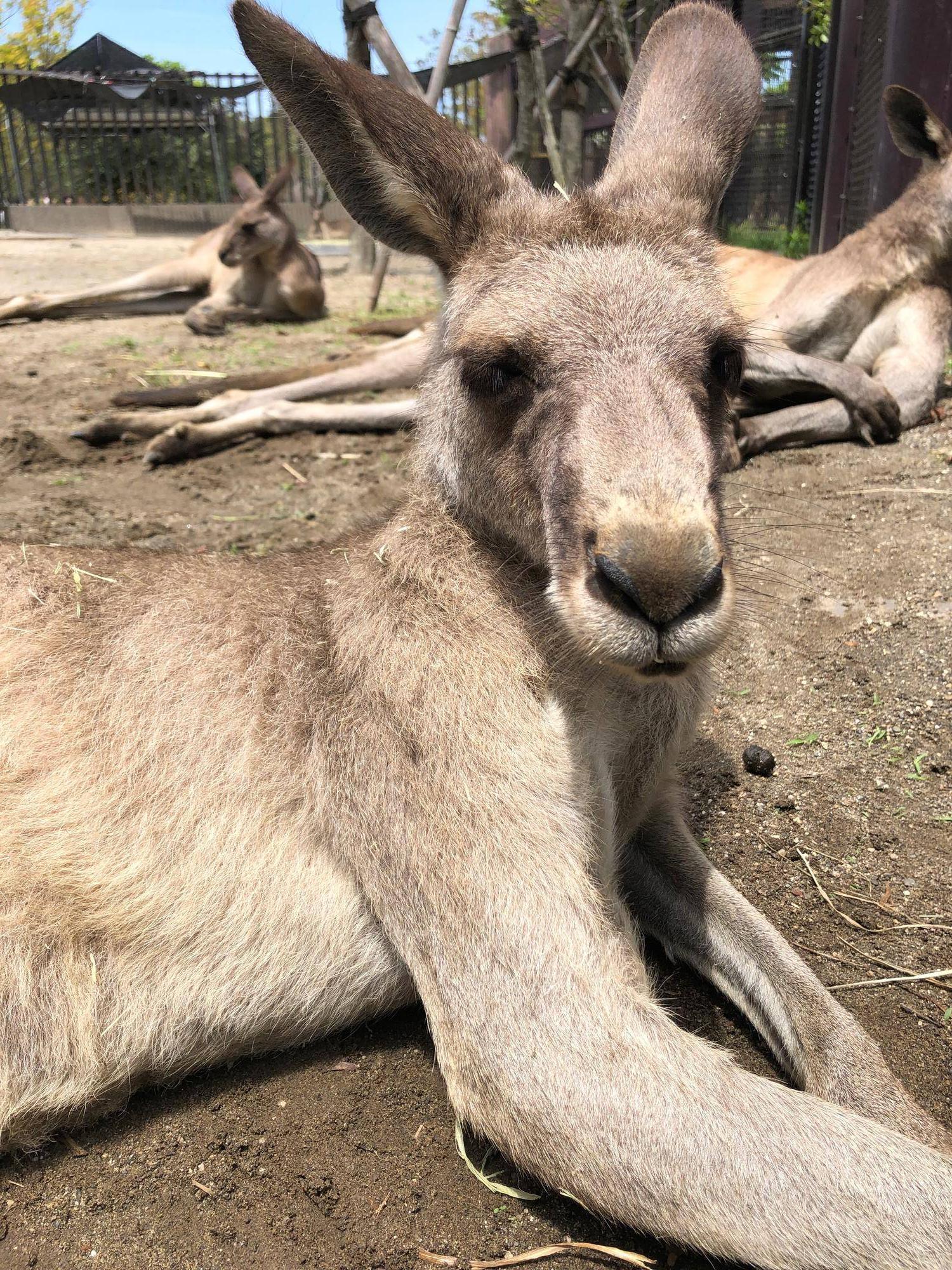 カンガルーブログ 幸せのカギしっぽ?、リュータの写真