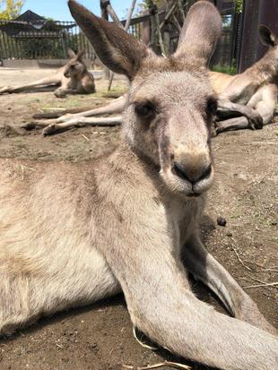 カンガルーブログ　幸せのカギしっぽ？、リュータ