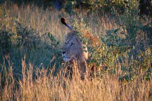 ブログ de トラベル　サバンナの動物に会いに‼　(ライオン編)