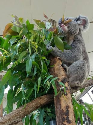 チャーリーおたんじょうびおめでとう！