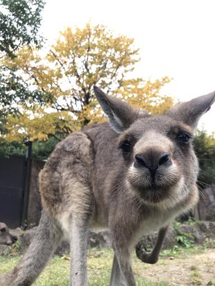 カンガルーブログ　カンガルーと紅葉