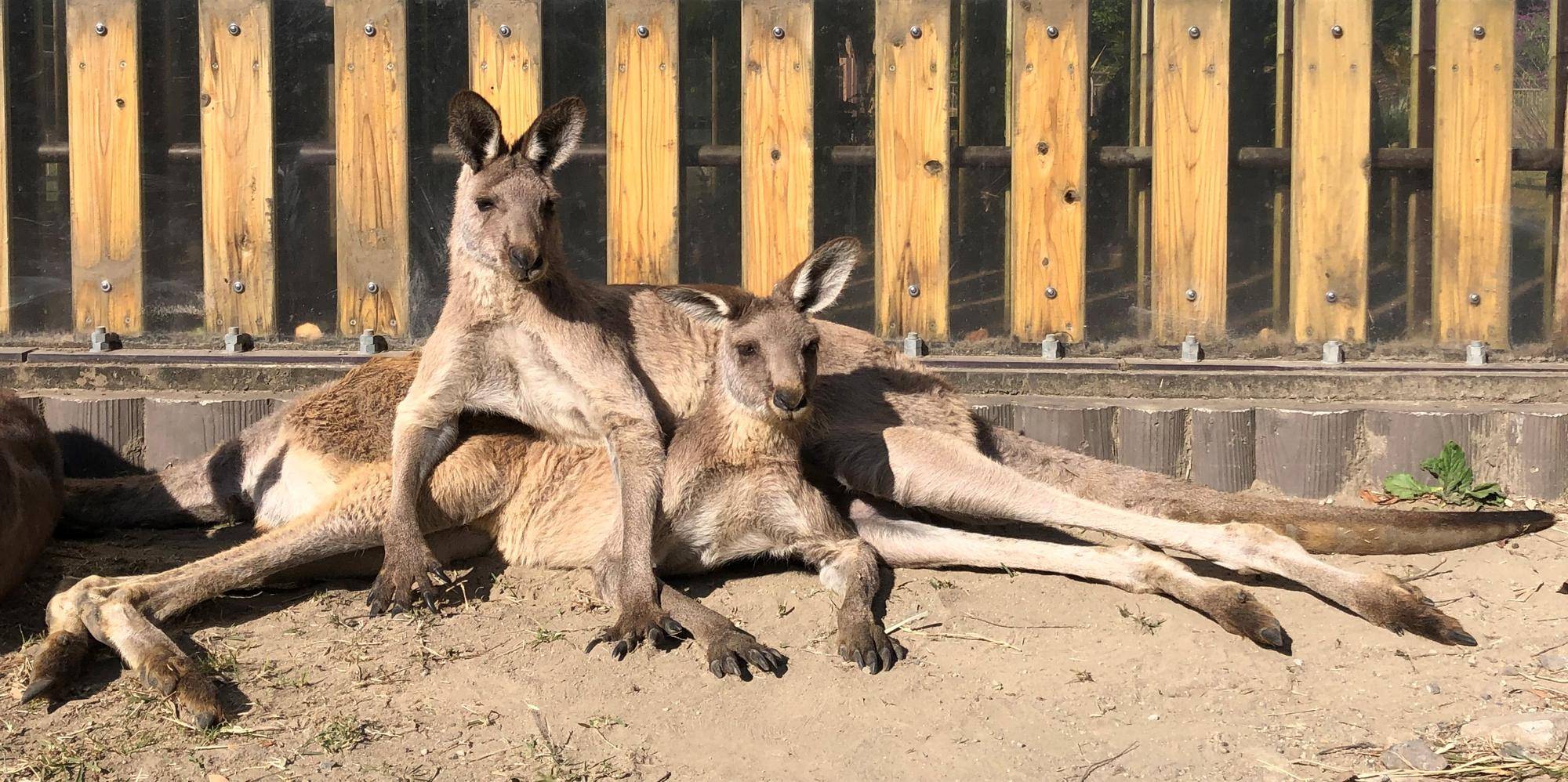 カンガルーブログ 寒い朝と暖かい朝の写真