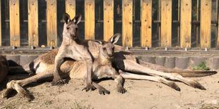 カンガルーブログ　寒い朝と暖かい朝