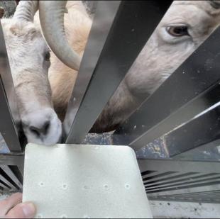 オオツノヒツジの塩