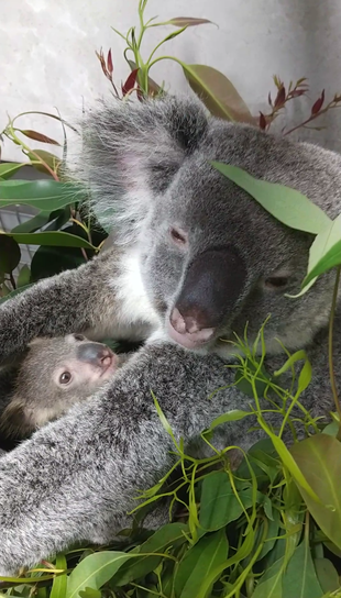 コハルのこども