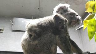 コハルのこども②