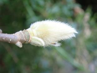コブシの花芽
