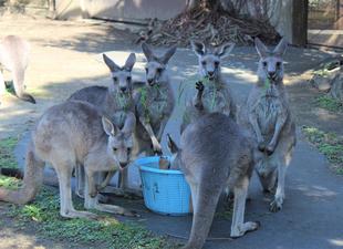 カンガルーブログ　平和な昼下がり