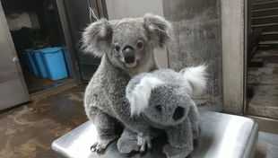 ひなぎくのたんじょうび