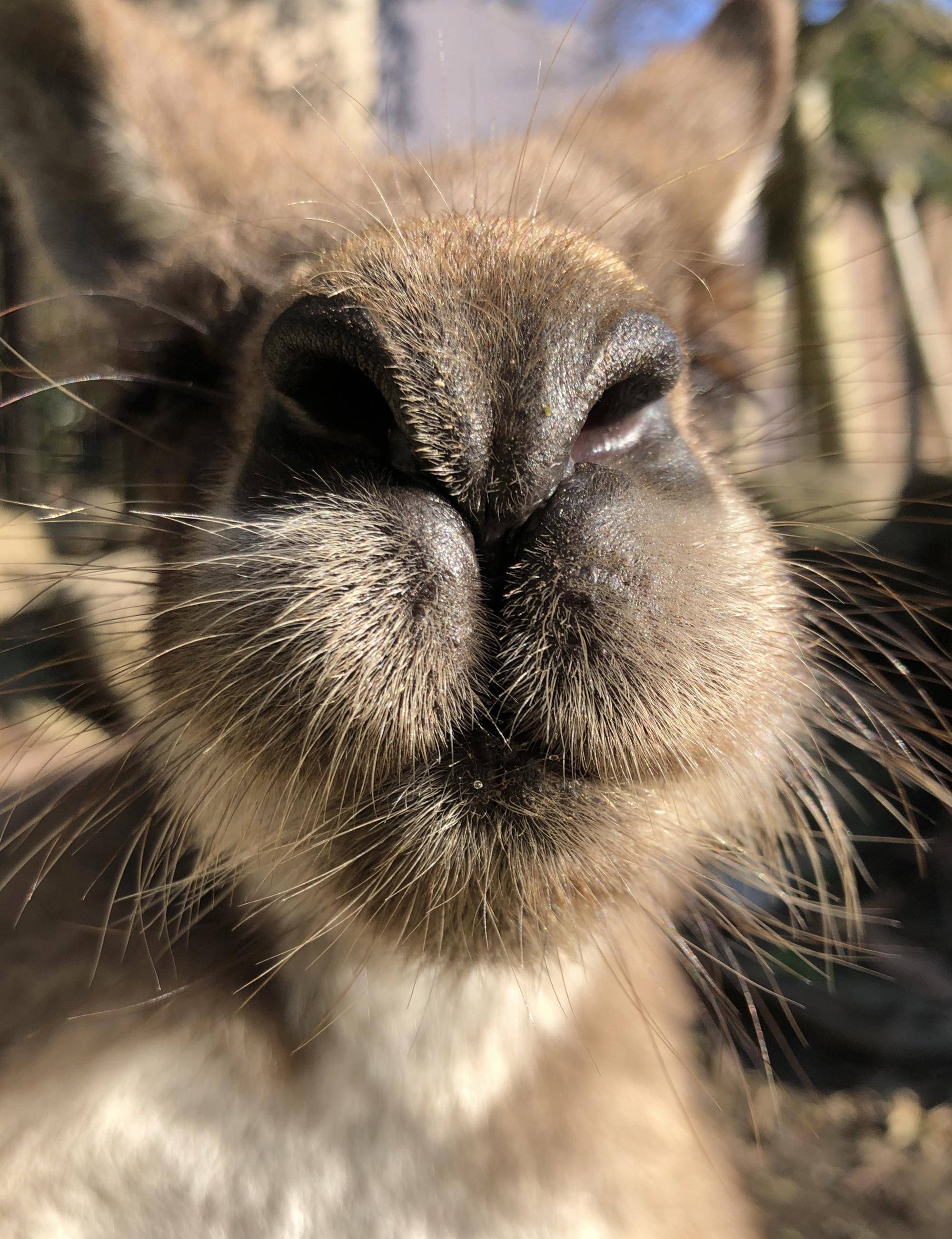 カンガルーブログ よく聞く疑問にお答えしますの写真