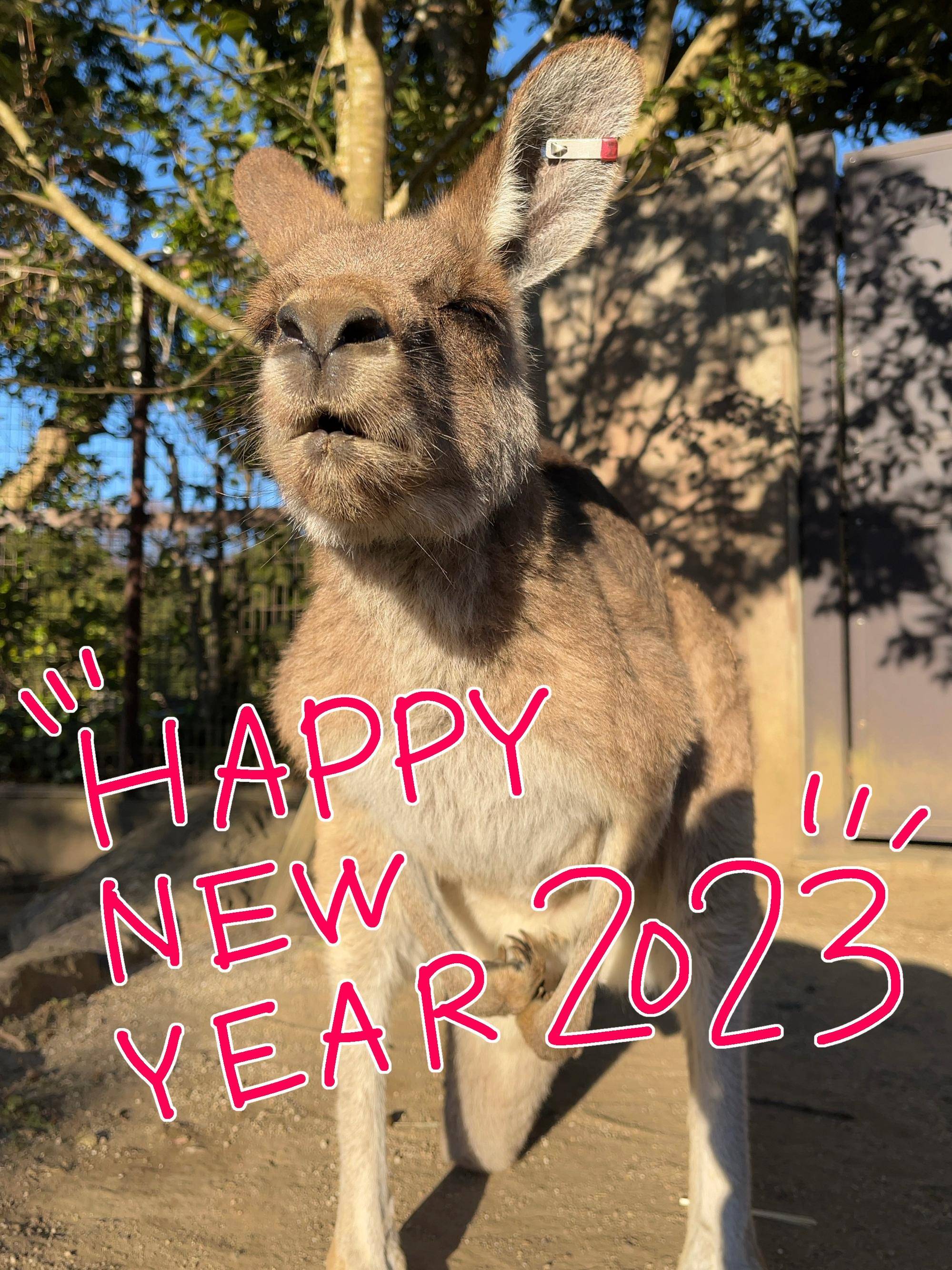 カンガルーブログ 今年もよろしくお願いしますの写真