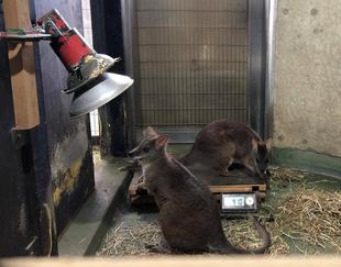 もうすぐ2才のサト、すっかり大きくなりました