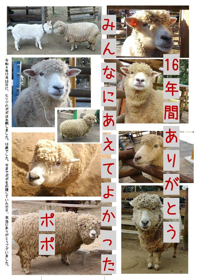 ヒツジのポポが亡くなりましたの写真