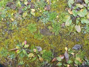 冬本番ロゼット観察の季節到来