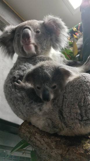 コハルのこども③