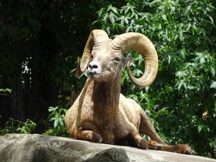 フジノスケが永眠しました。