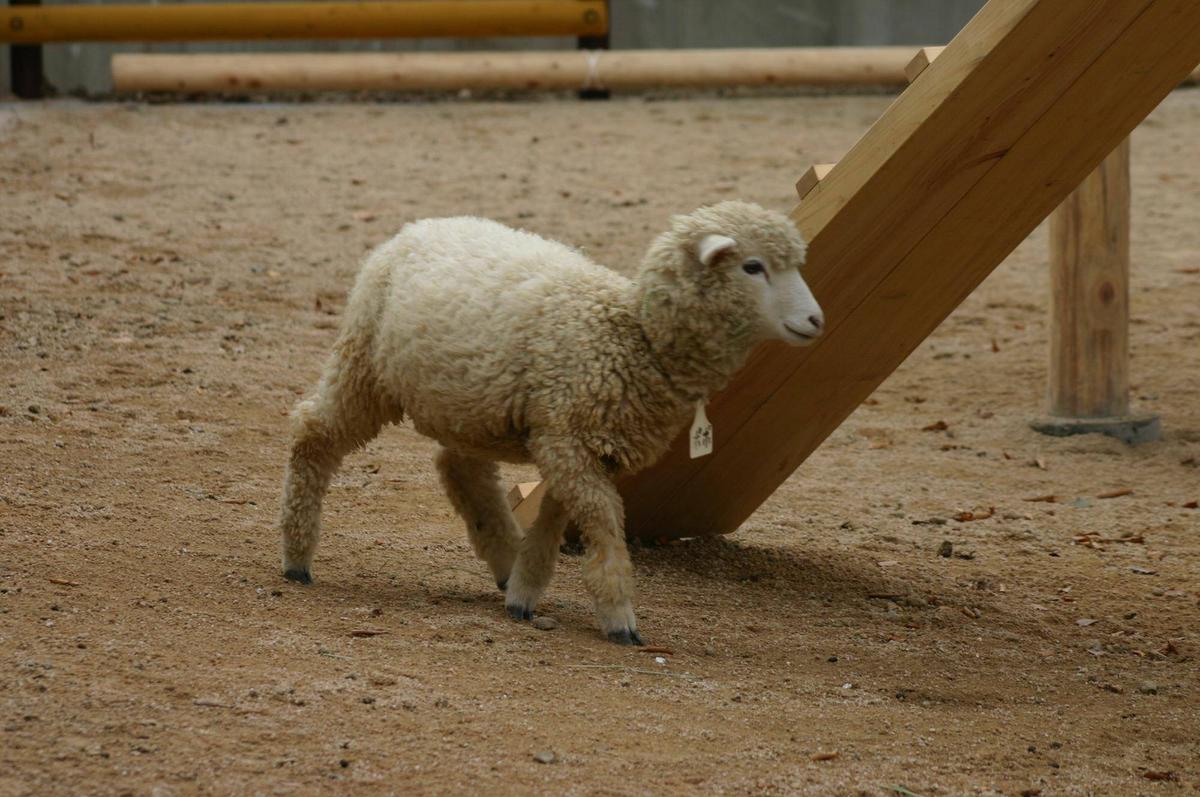 続・ヒツジのポポが亡くなりました|こぼれ話｜ブログ|金沢動物園公式