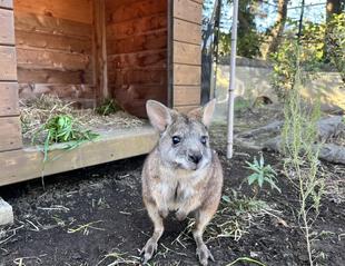 パルマワラビーと小屋の中の青草