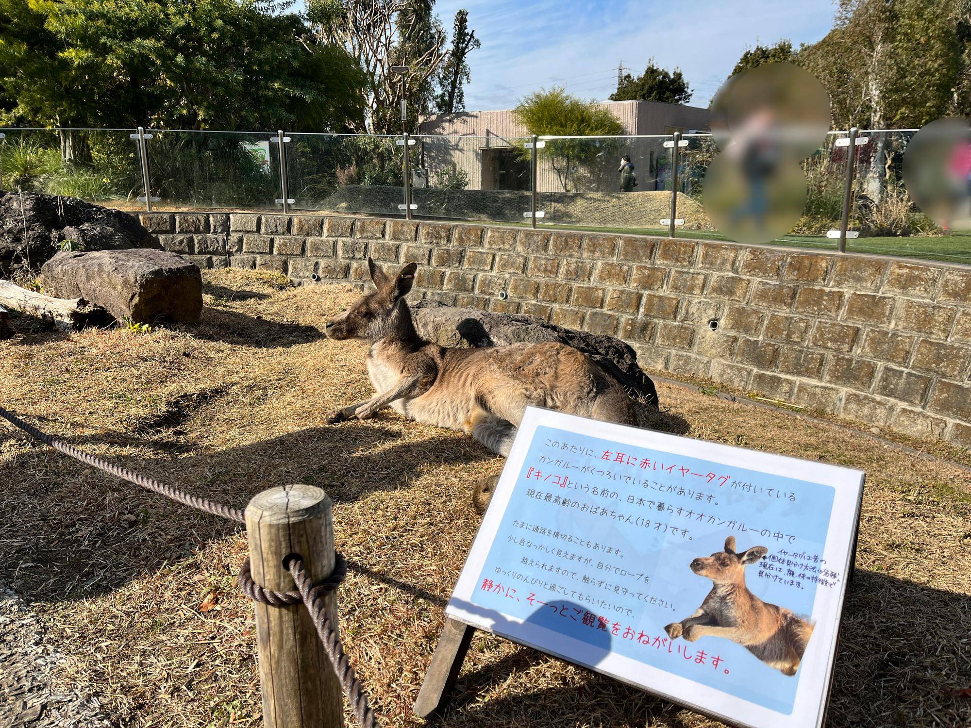 カンガルーブログ キノコの好きな場所 と おねがいの写真