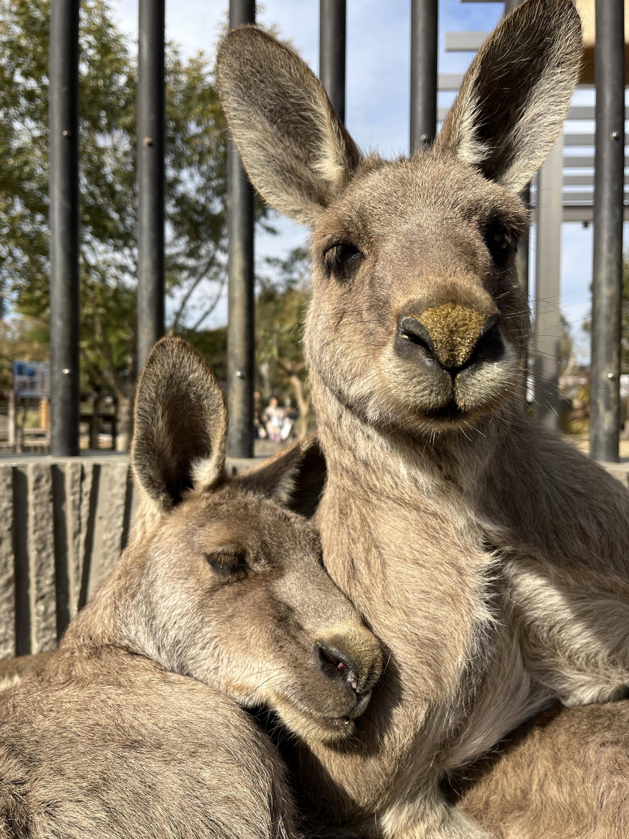 カンガルーブログ まどろむオスの写真