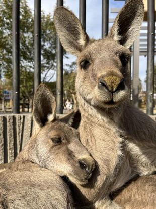 カンガルーブログ　まどろむオス
