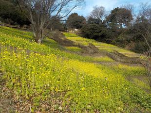黄色いじゅうたん