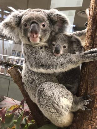 コハルのこどもデビュー