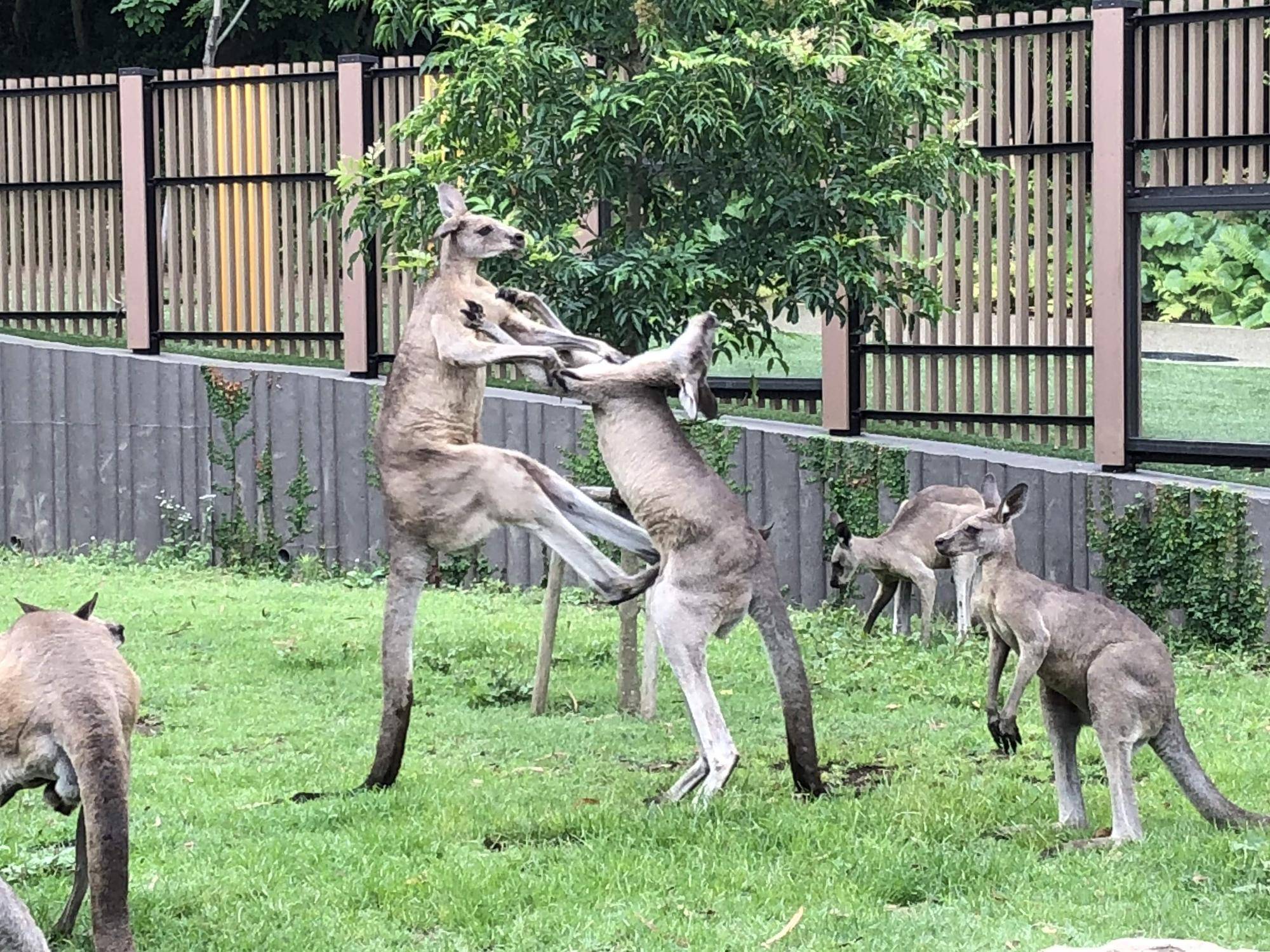 カンガルーブログ 尾と後肢の関係の写真