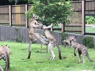 カンガルーブログ　尾と後肢の関係