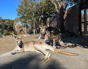 カンガルーブログ　後肢の裏側