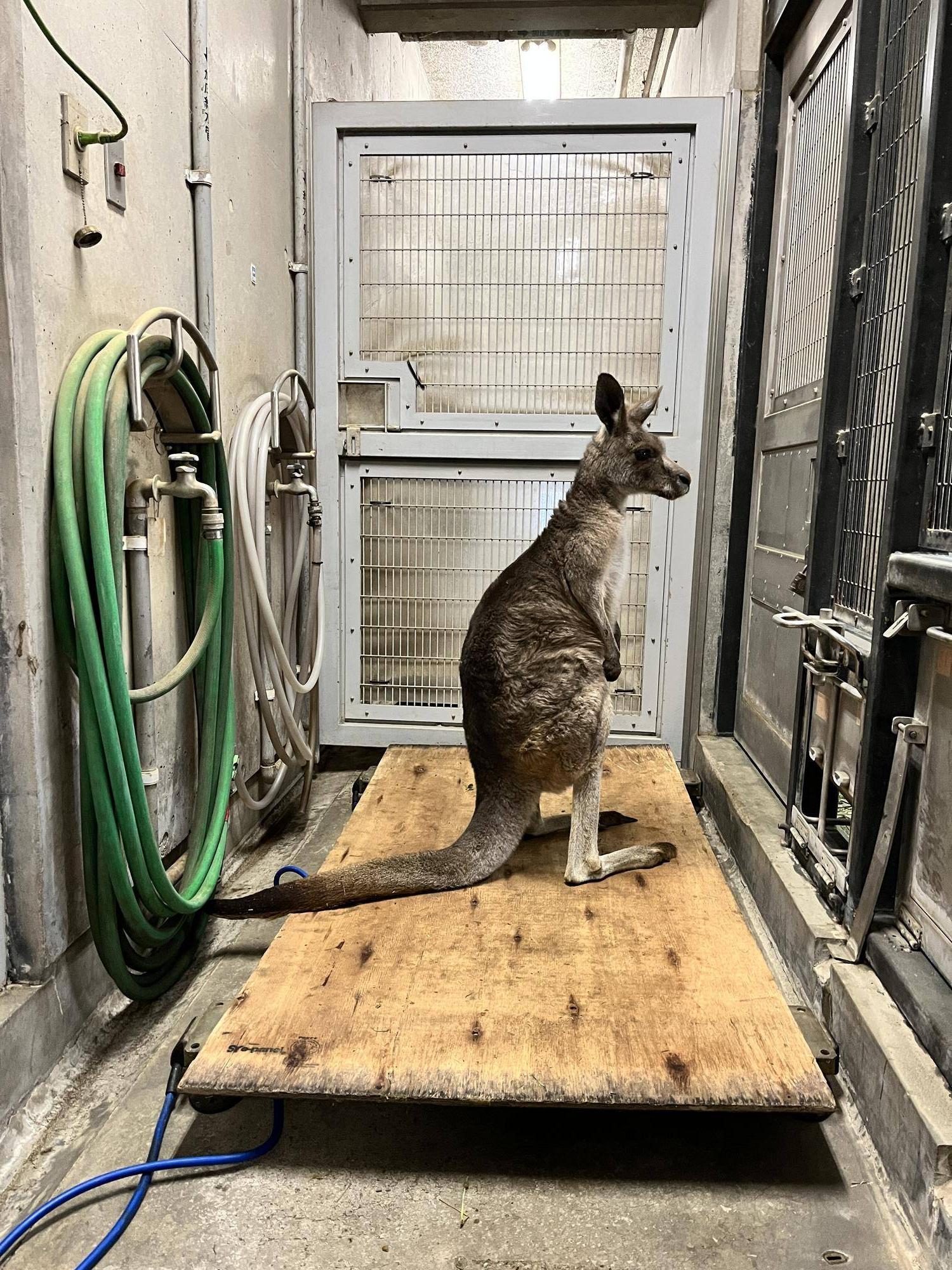 カンガルーブログ キノコのその後の写真
