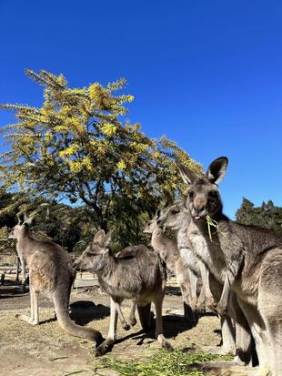 カンガルーブログ　ミモザの開花が始まっています