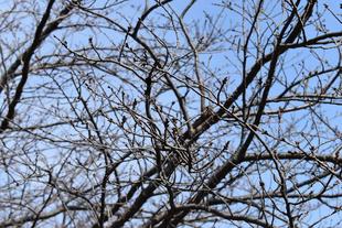 金沢動物園・金沢自然公園サクラ開花情報【3月4日号】