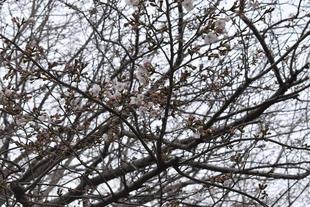 金沢動物園・金沢自然公園サクラ開花情報【2023年3月17日号】