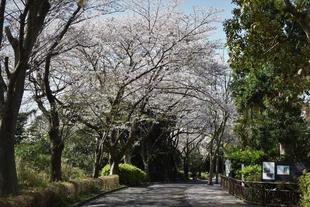 金沢動物園・金沢自然公園サクラ開花情報【2023年3月29日号】