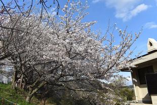 金沢動物園・金沢自然公園サクラ開花情報【2023年3月30日号】