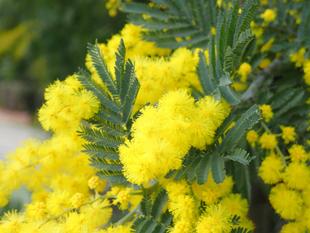 オセアニア区のミモザ