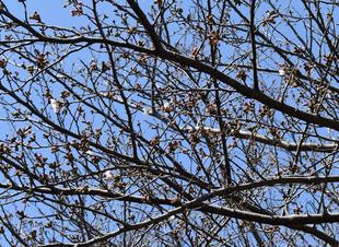 金沢動物園・金沢自然公園サクラ開花情報【2023年3月15日号】