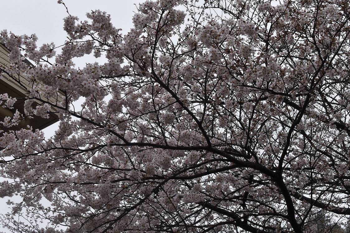 金沢動物園・金沢自然公園サクラ開花情報【2023年3月23日号】の写真