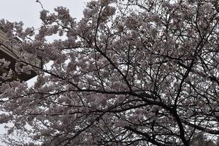 金沢動物園・金沢自然公園サクラ開花情報【2023年3月23日号】