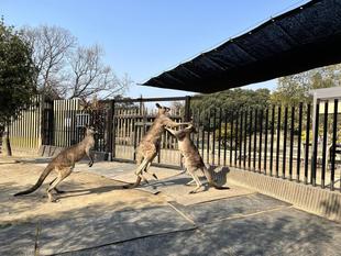 カンガルーブログ オスの展示場に日除けを設置